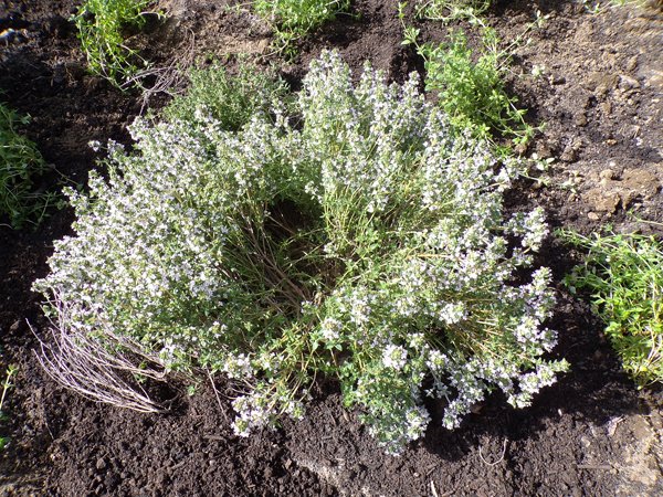 New Herb  Row 6, thyme crop May 2020.jpg