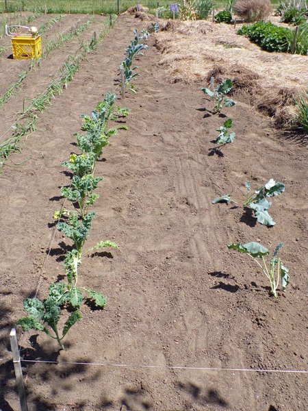 Big garden  kale, brocolli planted crop May 2020.jpg