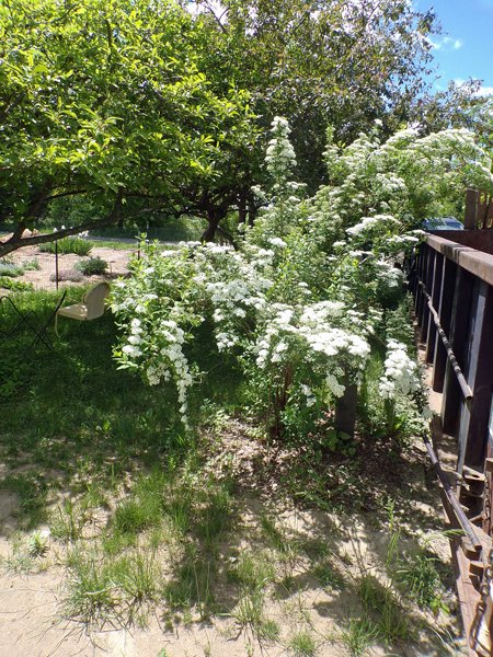 Spirea flowering crop May 2020.jpg