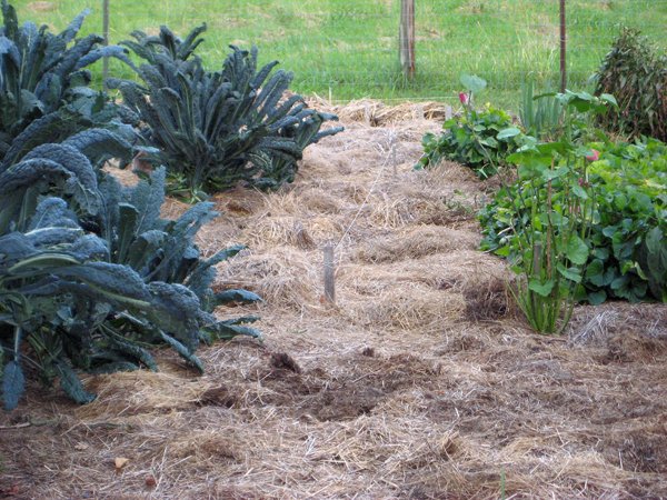 Big garden  carrot bed cleaned out crop Sept. 2020.jpg