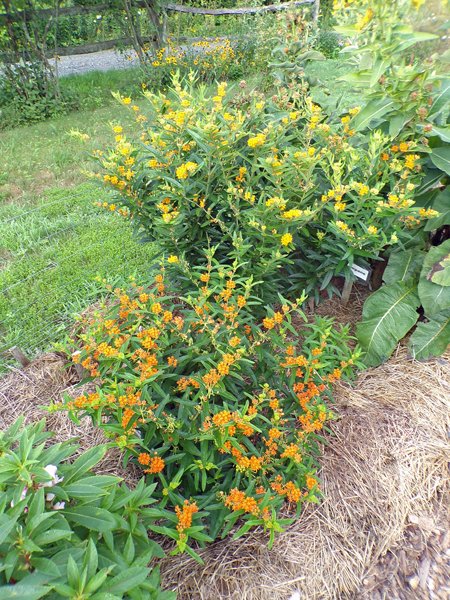 New Herb  Row 1, butterflyweed crop July 2020.jpg