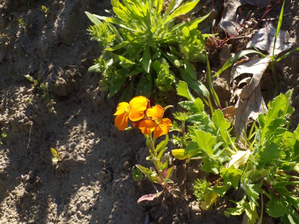 1st wildflower  Siberian wallflower crop May 2020.jpg