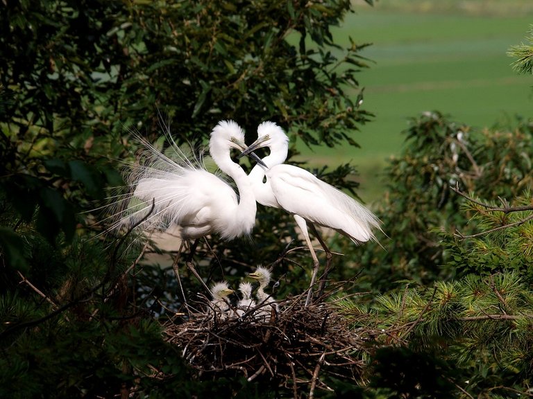 egret-2976899_960_720.jpg