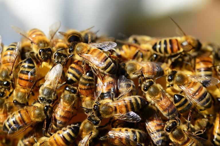 honey-bees-326334_960_720.jpg