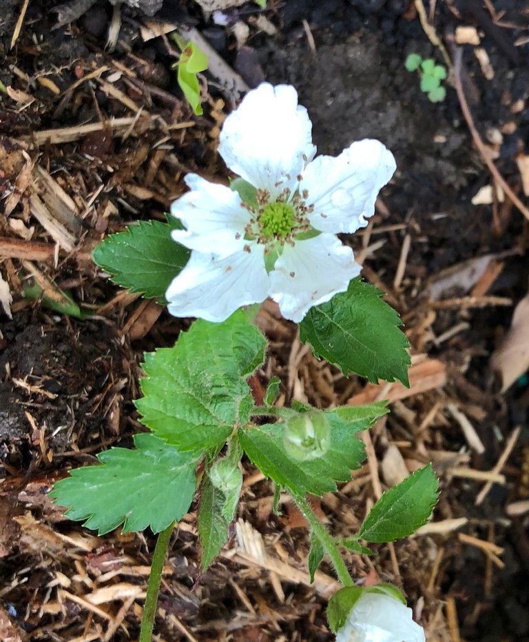 raspberryflower.jpg