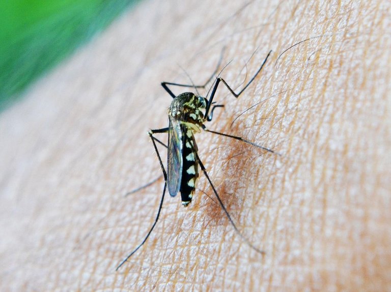 mosquito-213806_1280 (1).jpg