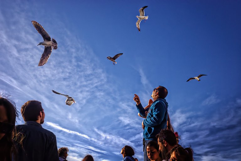 seagulls5473897_1920.jpg