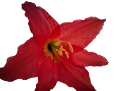 image.png
