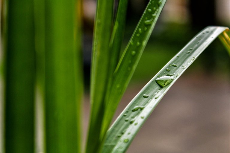 gota  d agua planta tratada-com nome.jpg