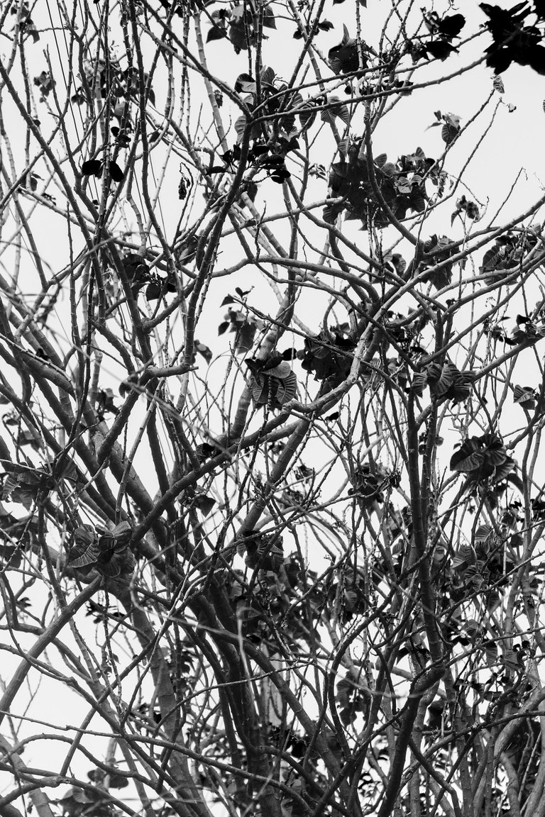 _MG_2607.JPG