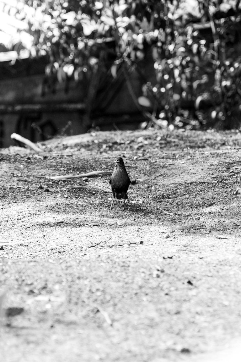 _MG_2694.JPG