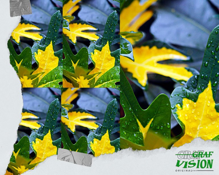 GREEN AND YELLOW II HiveBR Photo Contest 