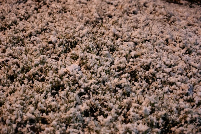 FRS_1047.JPG