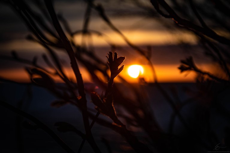 DSC_0084.jpg