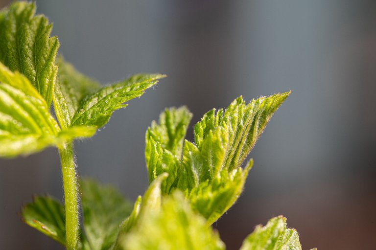 FRS_2244.jpg