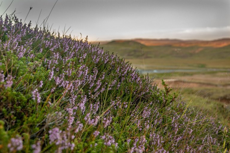 DSC_0200.jpg