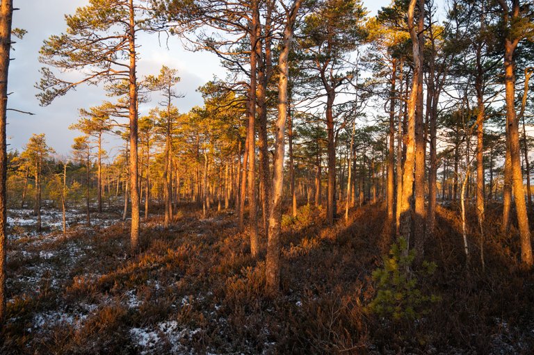 FRS_6857.jpg
