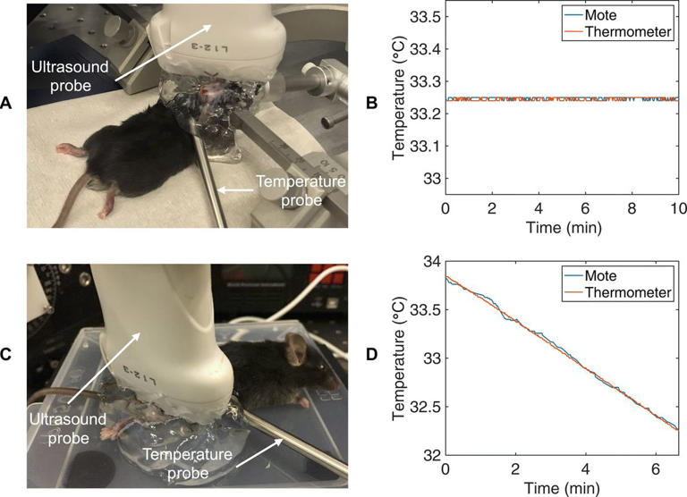 Obrázek A: mikročip (mote) je implantován do mozku, srovnání s běžným teploměrem; Obrázek C: Mikročip je implantován do nohy; Zdroj: Columbia Engineering