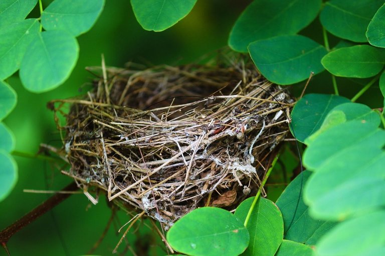 nest-gfa458506c_1280.jpg