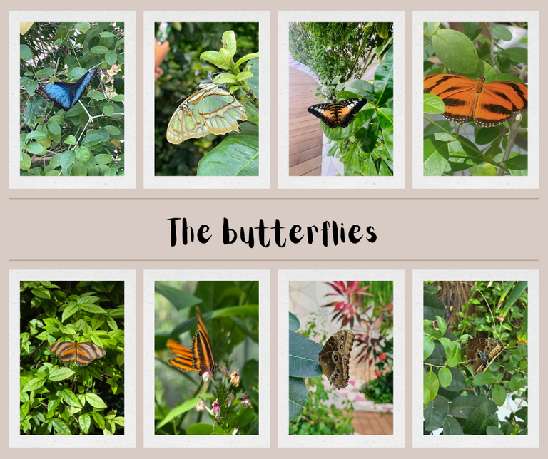 butterflies.png