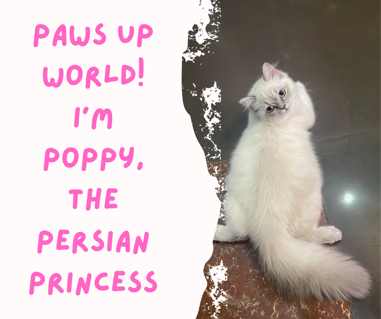 She Chased Me Everywhere, Now I'm Chasing Memories Of Our Persian Sweet Poppy