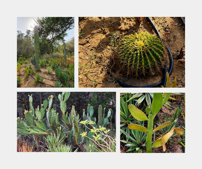 cactus.png