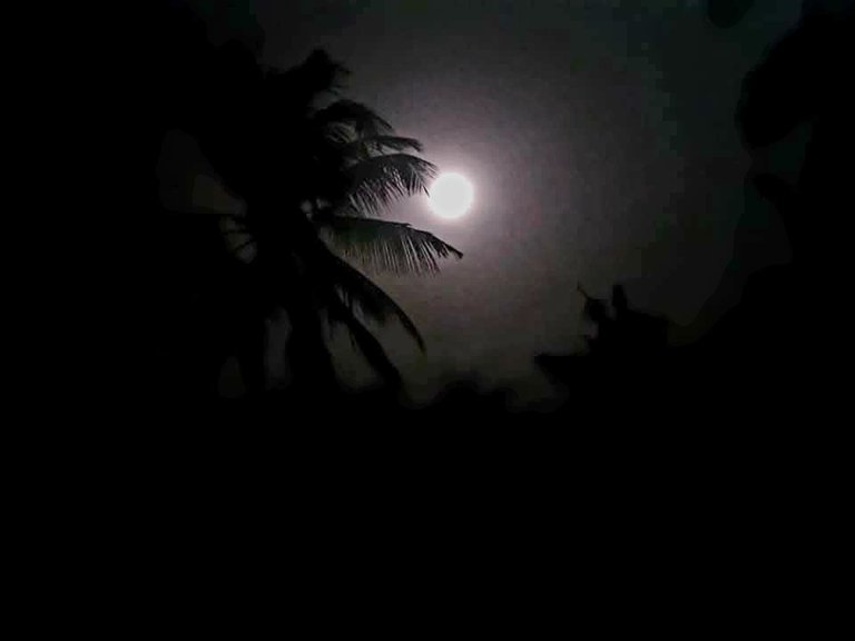 Palm’s Embrace on a Moonlit Night