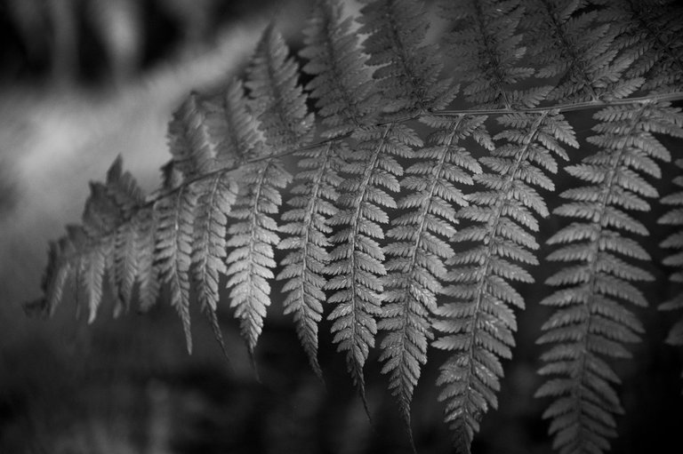 _DSC9706.JPG