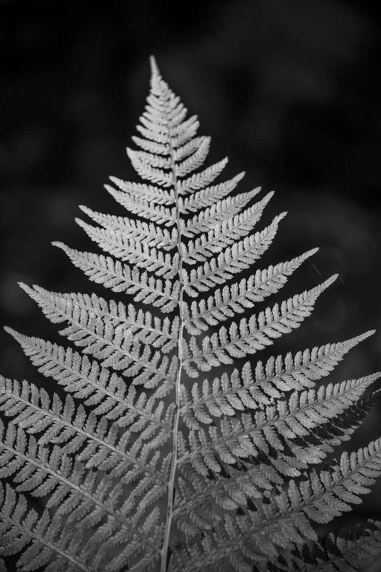 _DSC9705.JPG