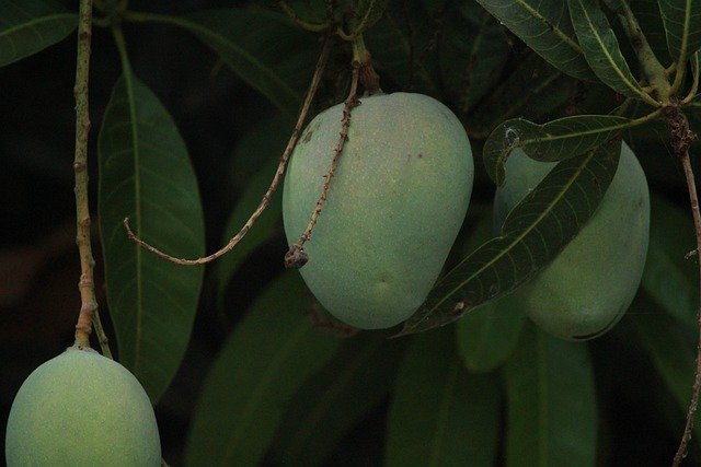 mango-tree-g05903cb09_640.jpg