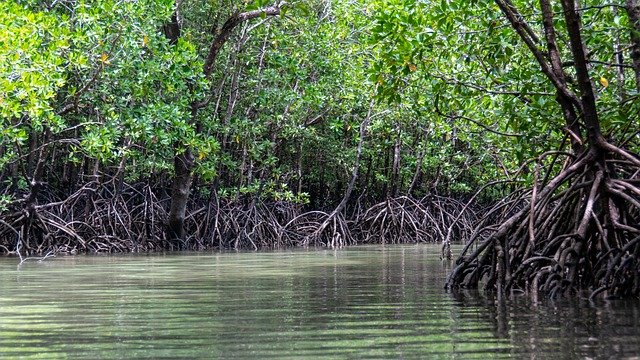 mangroves-g561bfdd3f_640.jpg