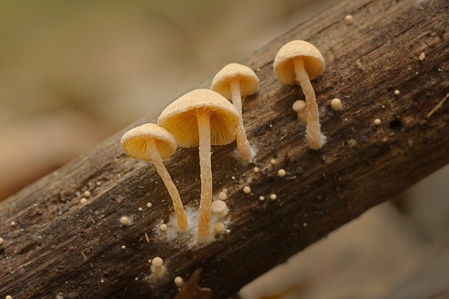 mushroom-g964cb9145_640.jpg