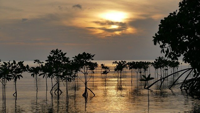 mangroves-gc377c6271_640.jpg