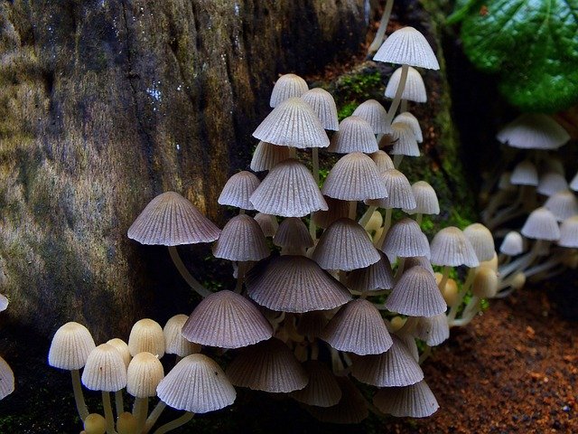 mushrooms-gdcd1f9950_640.jpg