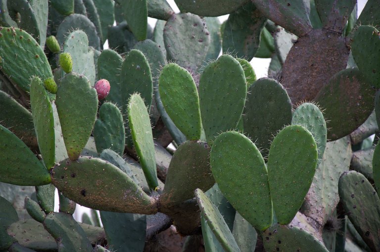 Nopal