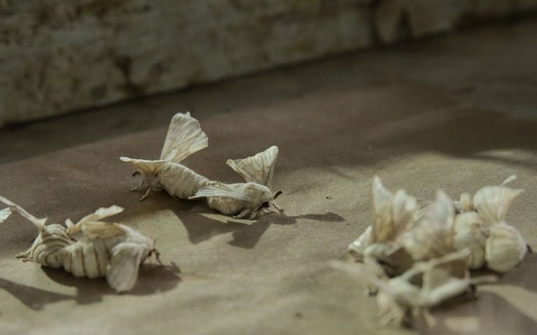 Breeding silk moths