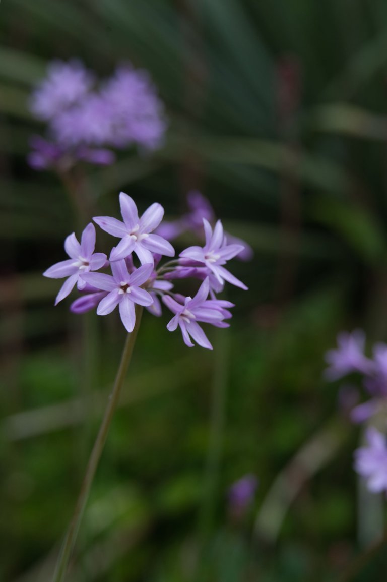 Society garlic in bloom