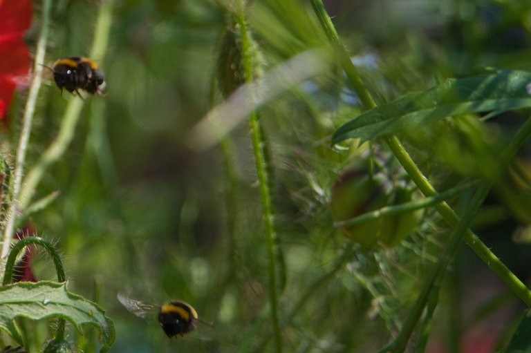 _DSC4304.jpeg