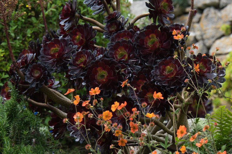Aeonium arboreum, fronted by a bright orange geum