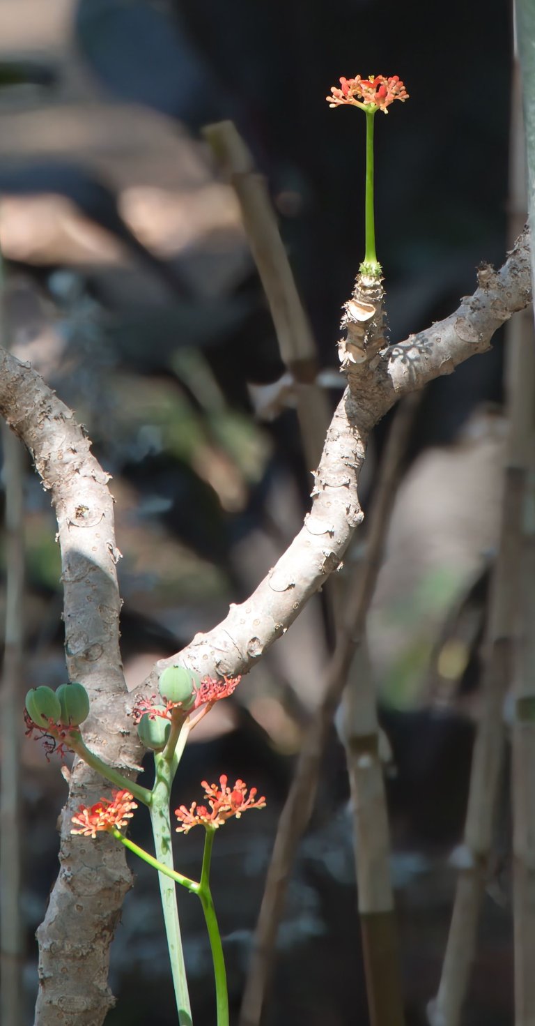 Jatropha podagrica