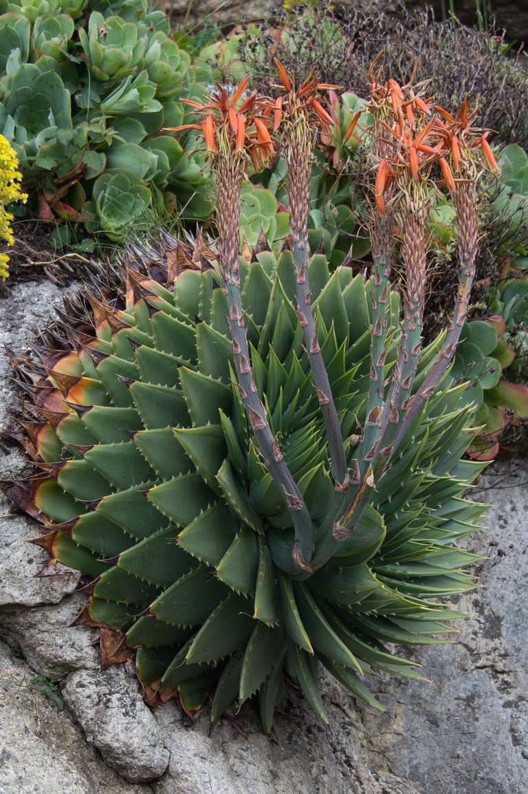 Aloe Polyphylla 