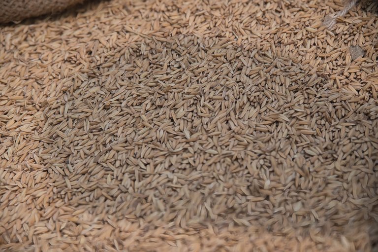 rice9.jpeg