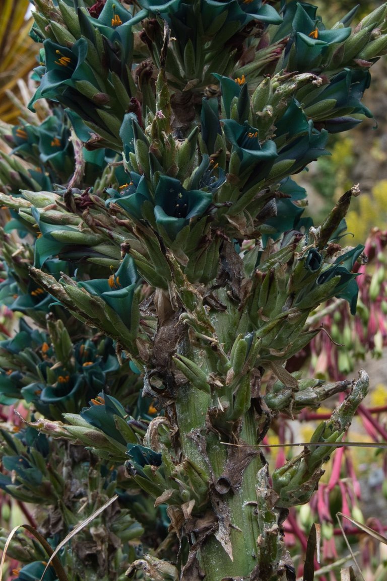 Puya alpestris ,Sapphire Tower