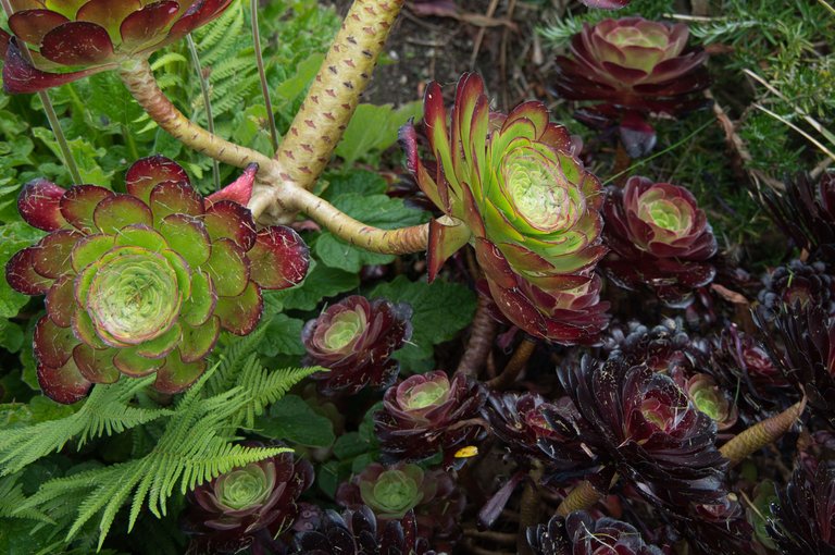 Aeonium 'Velour'