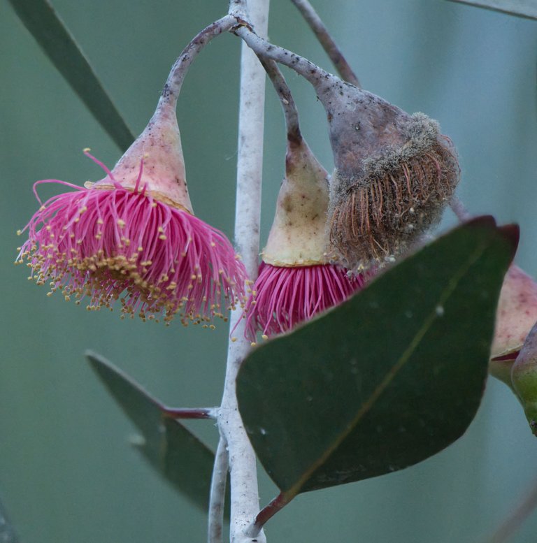 Silver Princes Eucalyptus