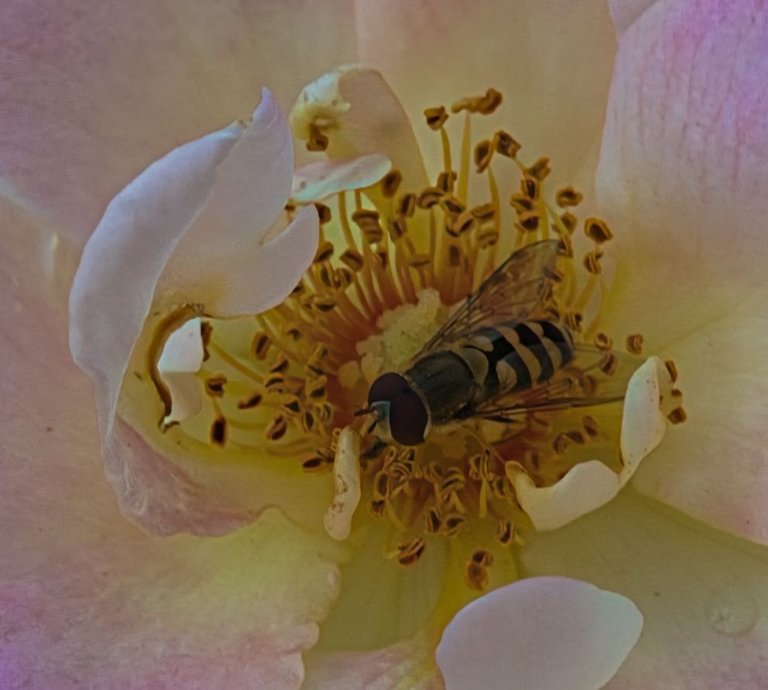 _DSC4279.jpeg