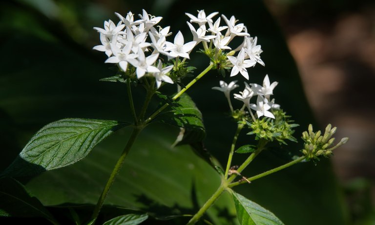 Pentas lanceolata white