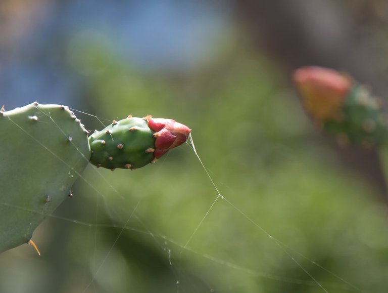 Opuntia cochenillifera