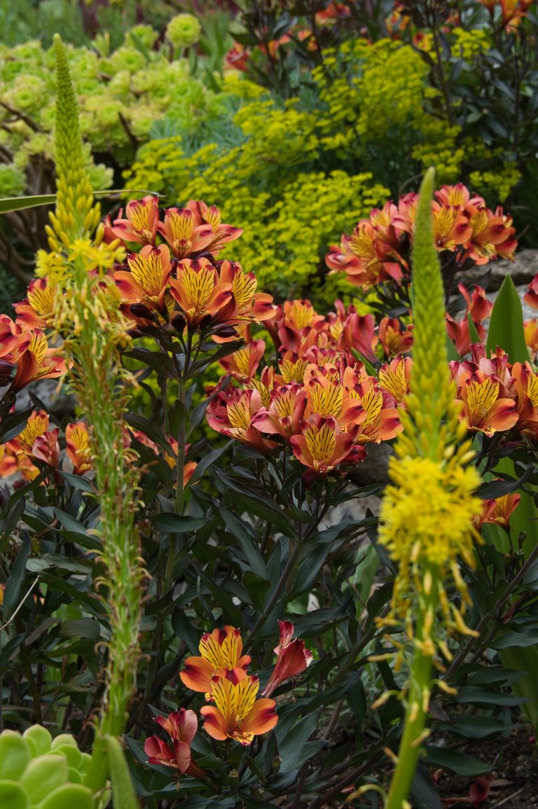 Peruvian Lilies or Lilies of the Incas. 