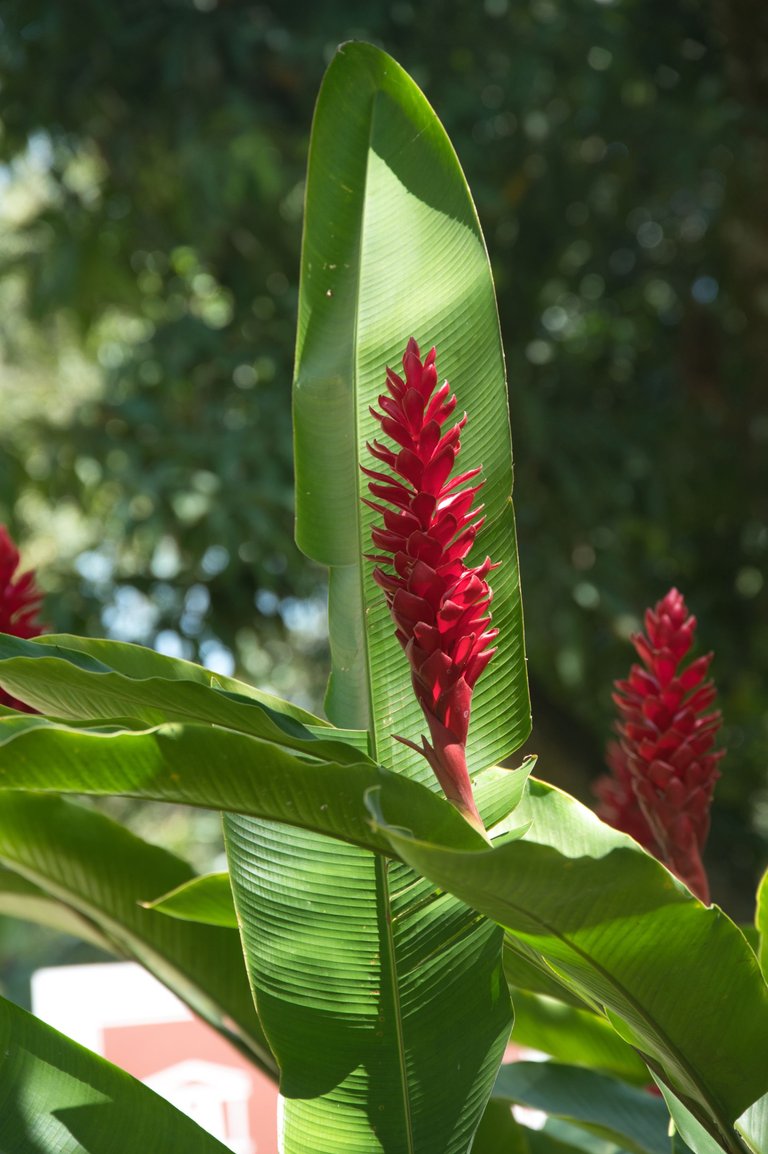 Alpinia purpurata,